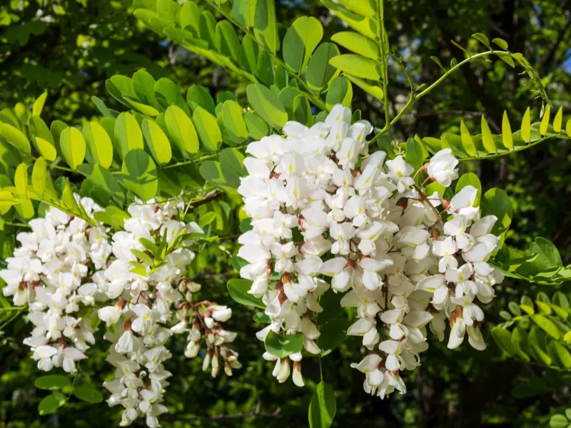 Robinia akacjowa - roślina odporna na zasolenie gleby