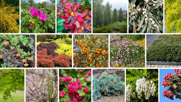 Rośliny odporne na zasolenie – co posadzić na zasolonej glebie?