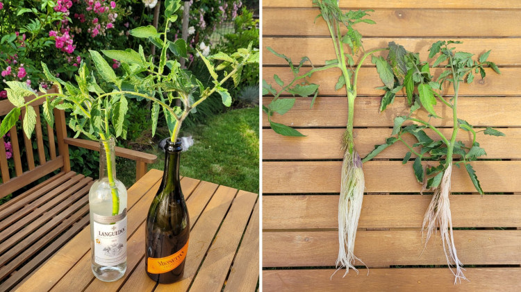 Czy gałązki pomidorów można ukorzenić w wodzie? Wyniki tego eksperymentu nas zaskoczyły