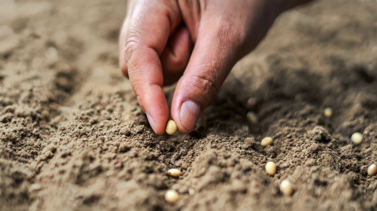 To jeszcze nie koniec siewu. Te warzywa posiane w lipcu dadzą plony, których pozazdroszczą sąsiedzi