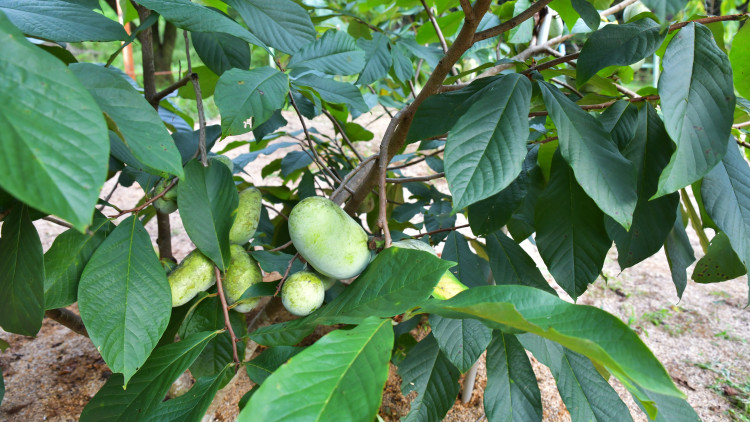 Urodlin trójłatkowy