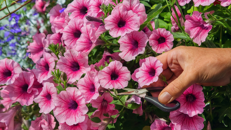 Twoje surfinie obsypią się kwiatami. Wystarczy ten ruch nożyczkami