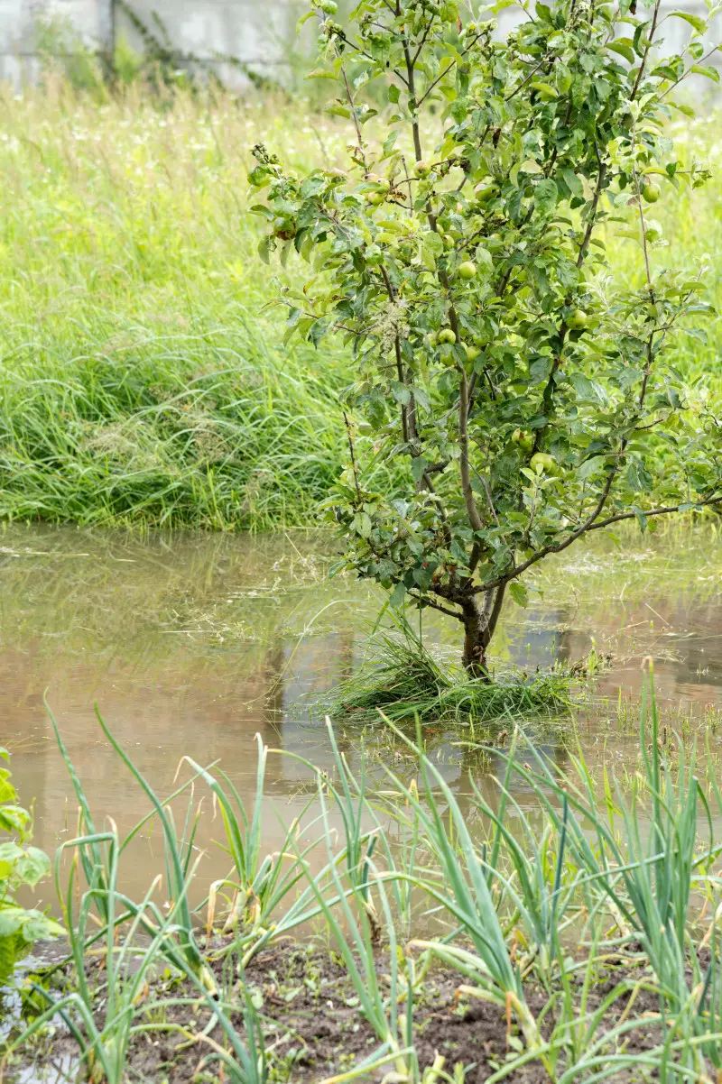 Twoja działka tonie po ulewie? Sprawdź, jak ją odwodnić naturalnie i skutecznie