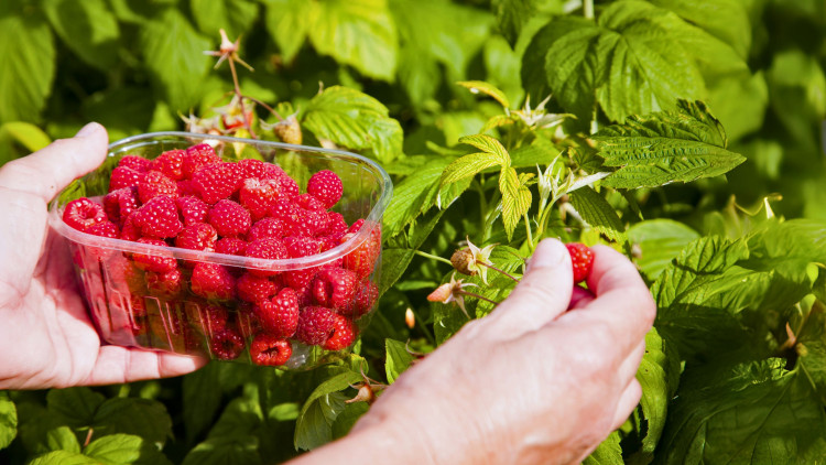 Chcesz mieć większe plony malin? Oto 3 sposoby, które działają. I nie są to nawozy
