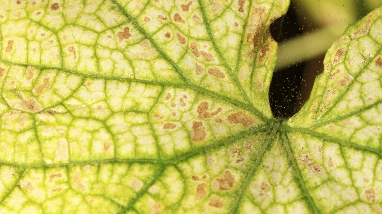 Ogórki żółkną i mają delikatną pajęczynkę. Masz tylko kilka dni, by je uratować