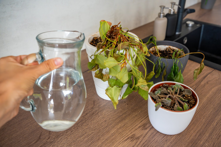 Roślina więdnie mimo podlewania? To może być efekt "mokrej pustyni"