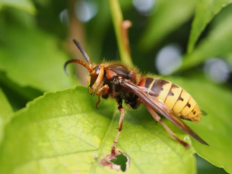 Szerszeń europejski (Vespa crabro)