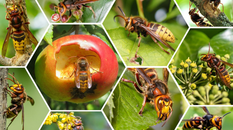 Te rośliny jak magnes przyciągają szerszenie do ogrodu. Nie sadź ich przy domu