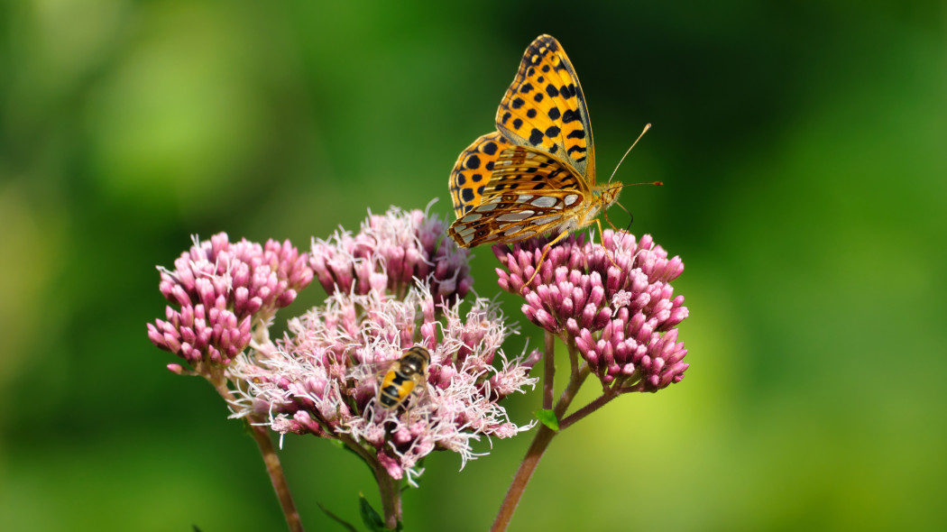 Sadziec konopiasty (Eupatorium cannabinum)