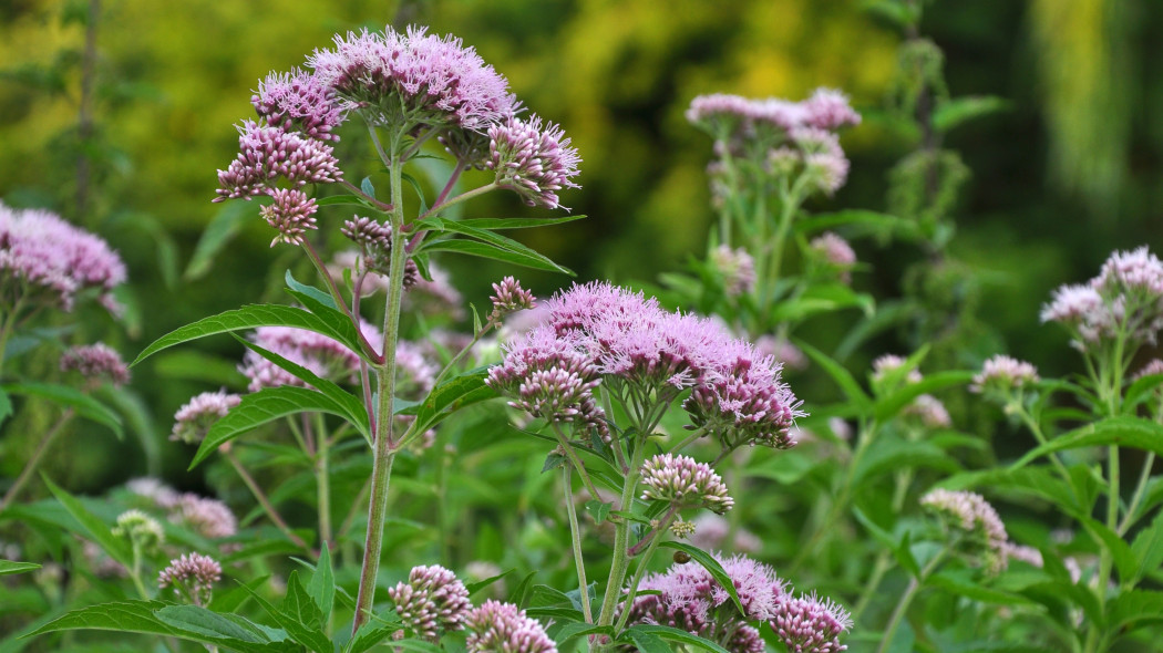 Sadziec konopiasty (Eupatorium cannabinum)