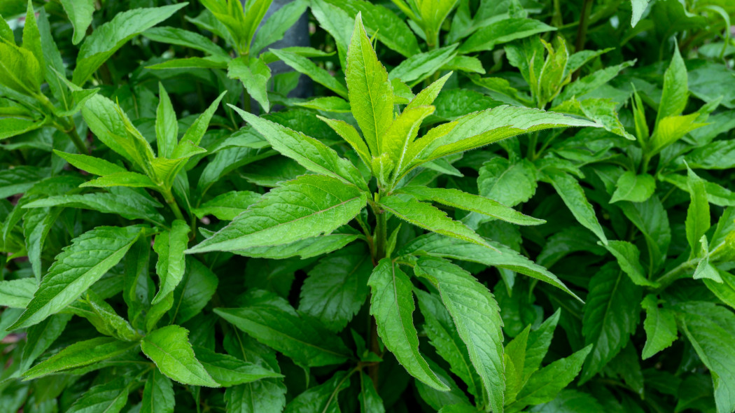Sadziec konopiasty (Eupatorium cannabinum)