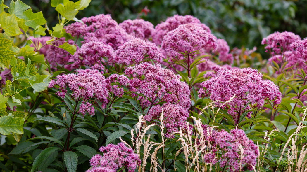 Sadziec konopiasty (Eupatorium cannabinum)