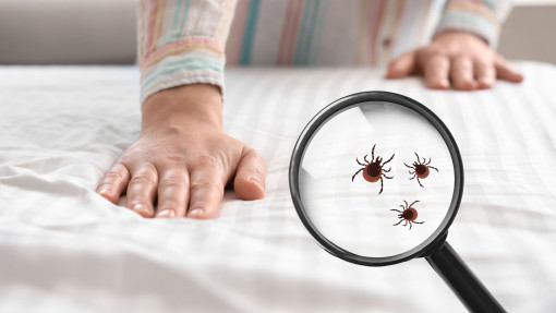 Domowe sposoby na kleszcze. Co działa, a co jest tylko mitem?