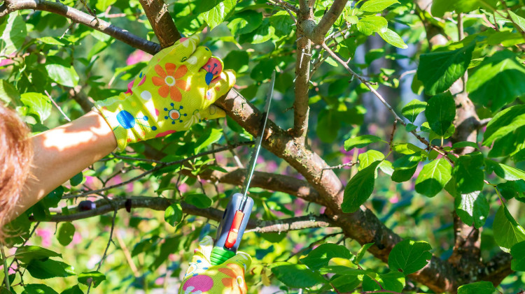 Przycinasz rośliny w idealnym momencie? A może właśnie w najgorszym?