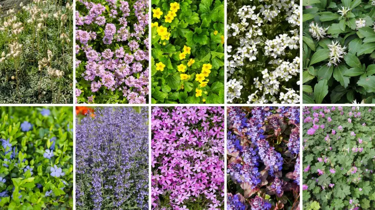 Nie lubisz pielić? Posadź te rośliny, a zapomnisz o chwastach na długie lata