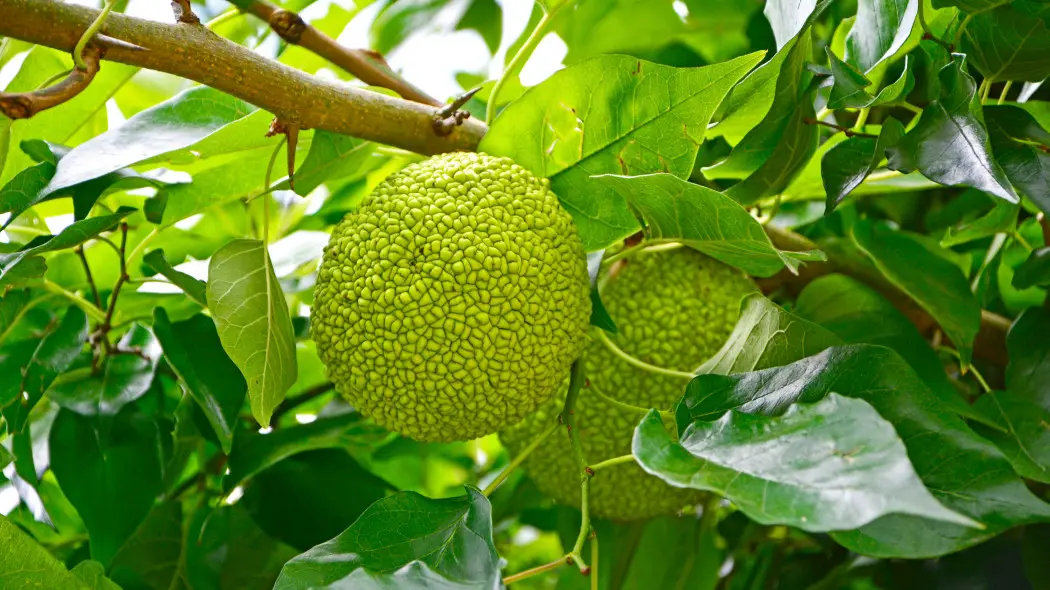 Żółtnica pomarańczowa (Maclura pomifera) - liście i owoc