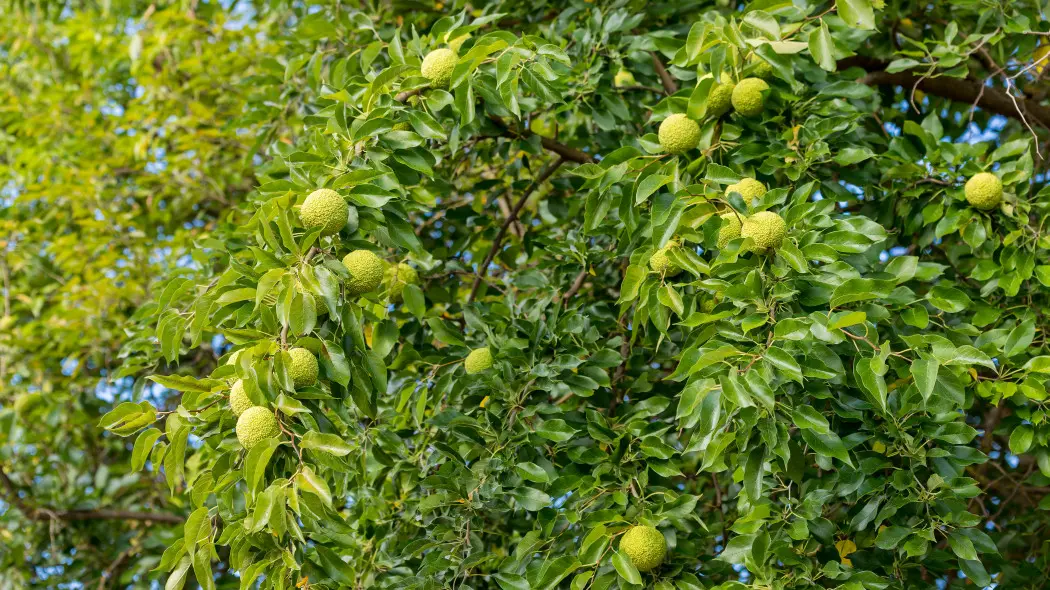 Żółtnica pomarańczowa (Maclura pomifera) - korona drzewa