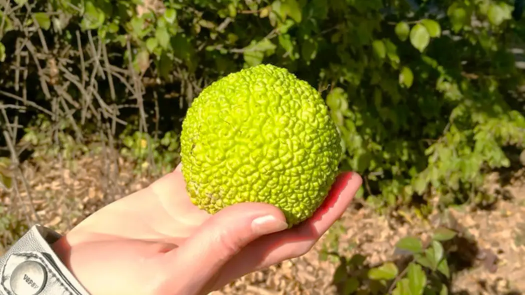 Żółtnica pomarańczowa (Maclura pomifera) - owoc