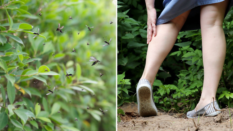 Masz plagę komarów? To dlatego, iż Twój ogród działa jak magnes na insekty