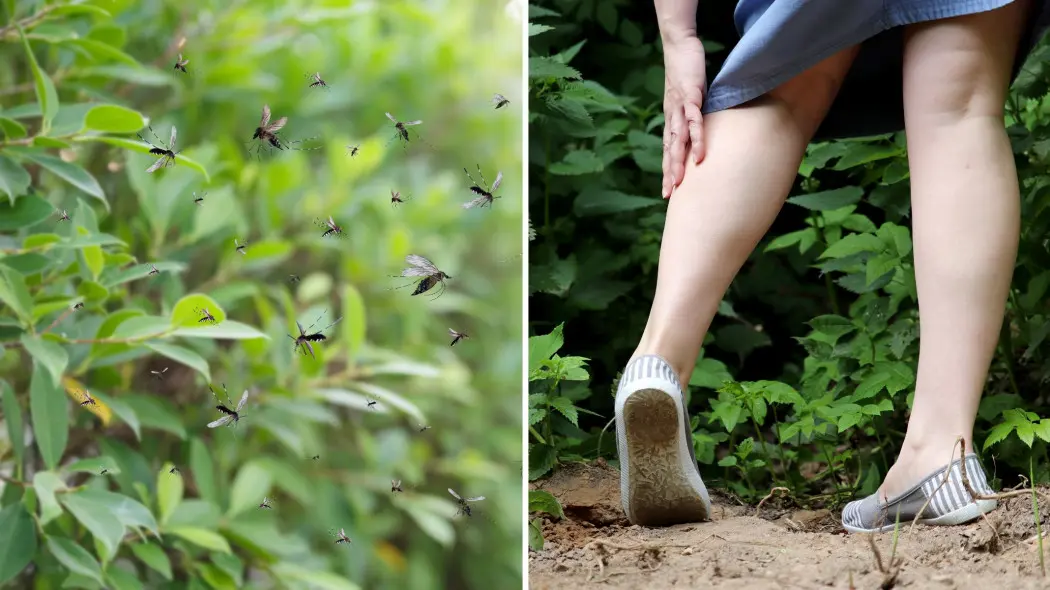 Masz plagę komarów To dlatego, że Twój ogród działa jak magnes na insekty