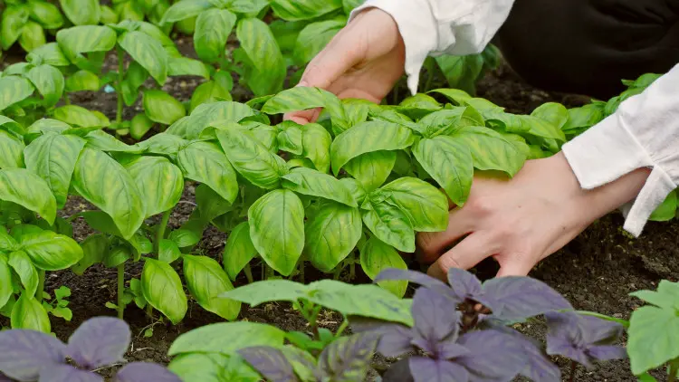 Nie pozwól bazylii zakwitnąć. Zrób tę jedną rzecz, a będziesz zrywać liście do jesieni
