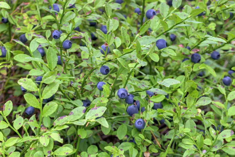 Borówka czarna (Vaccinium myrtillus) czyli czarna jagoda