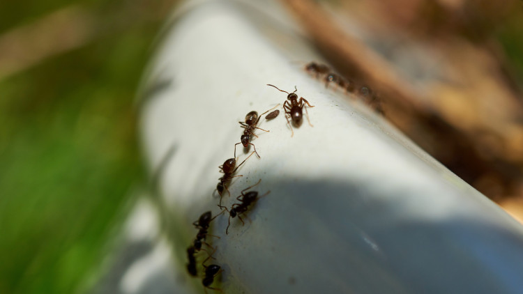 Mrówki w doniczce? To dla nich najlepszy hotel – nie tylko pod ziemią. Zobacz, kogo zapraszają