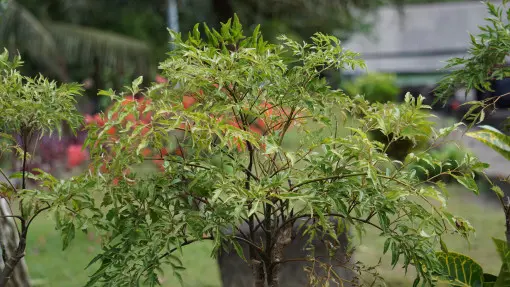 Pietruszkowe bonsai zachwyca i... oczyszcza powietrze? Polyscias ma więcej zalet, niż myślisz