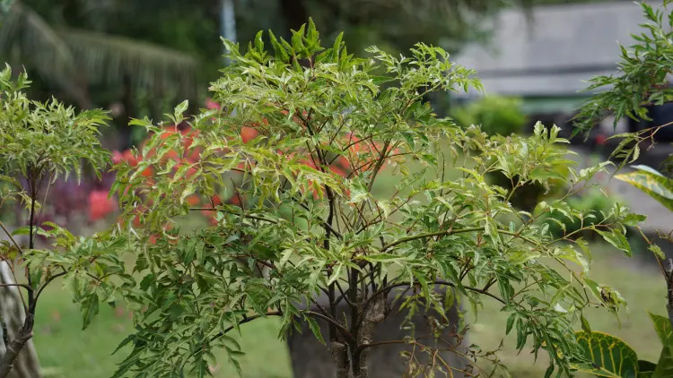 Pietruszkowe bonsai zachwyca i... oczyszcza powietrze? Polyscias ma więcej zalet, niż myślisz