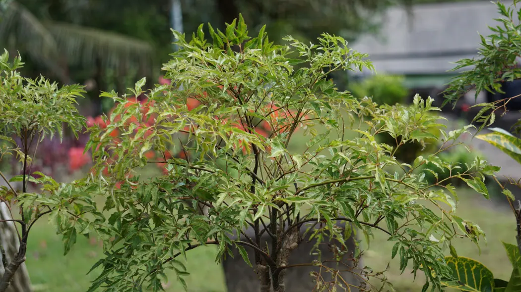 Pietruszkowe bonsai