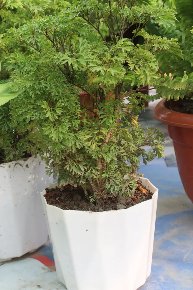 Polyscias bonsai