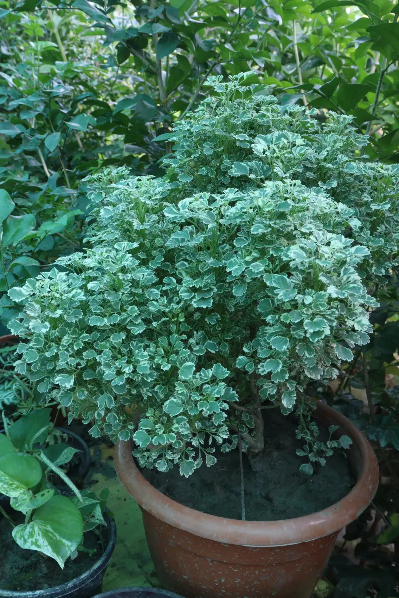 Polyscias - drzewko pietruszkowe