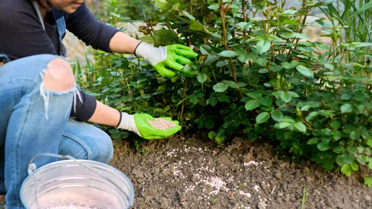 Róże kwitną słabo? Może karmisz je jak trawnik. Ten błąd odbija się nie tylko na kwiatach