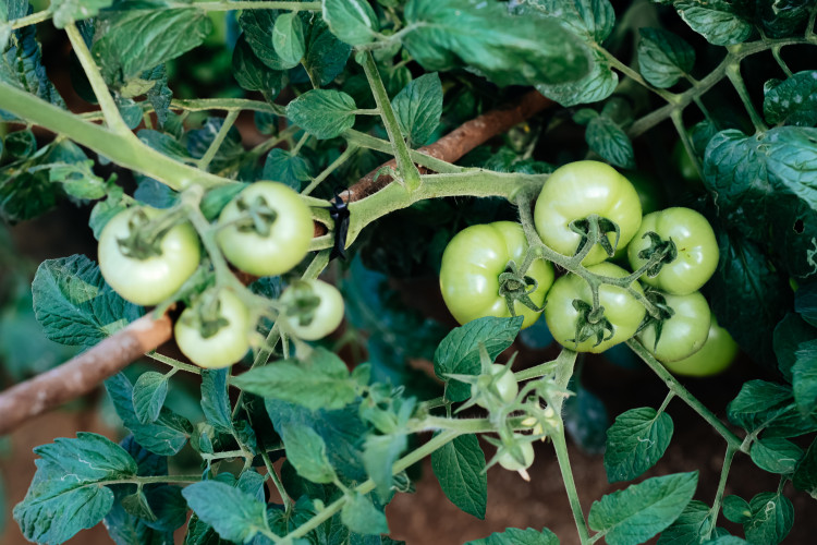 Kiedy lato jest pochmurne, pomidory mają problem. Co zrobić, by szybciej dojrzewały?