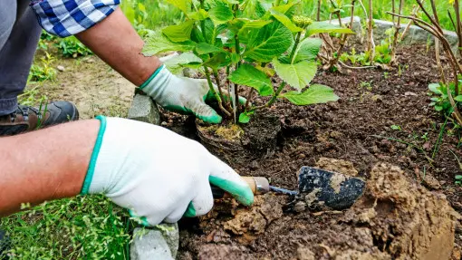 Kwaśna ziemia do hortensji? Nie każda to lubi