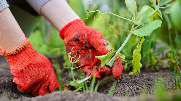 Usuwasz groszek z grządki? Sprawdź, co zrobić z korzeniami – to się opłaca