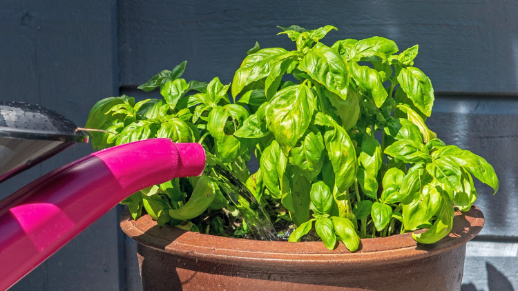 Podlewanie bazylii – jak to robić, by nie zwiędła? Prosty błąd może ją zabić