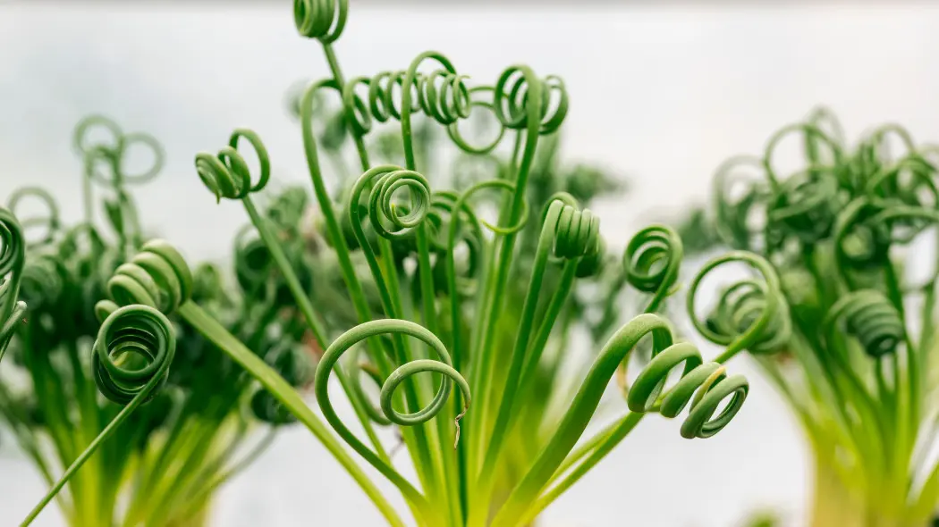 Albuca spiralis 'Frizzle Sizzle'