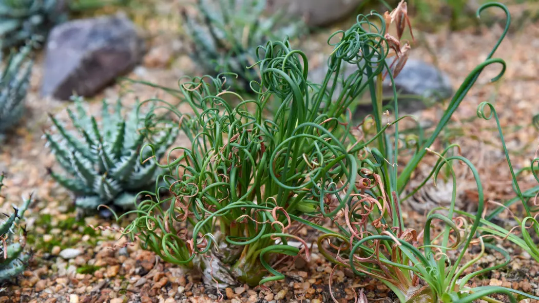 Albuca spiralis 'Frizzle Sizzle'