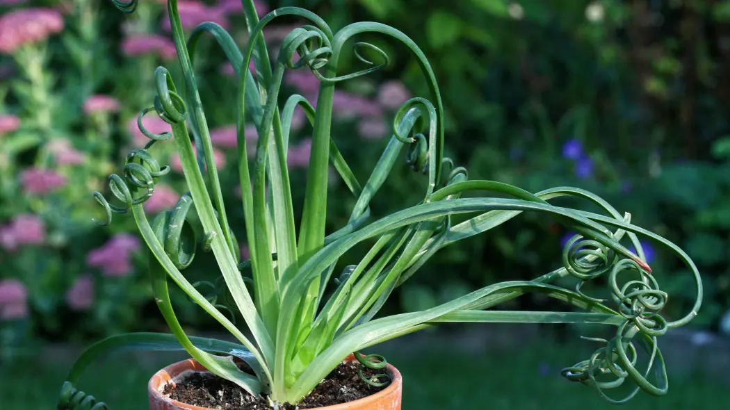 Albuca spiralis 'Frizzle Sizzle'