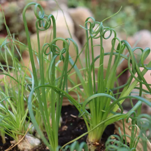 Albuca spiralis 'Frizzle Sizzle'
