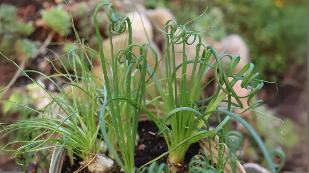 Albuca spiralis 'Frizzle Sizzle'
