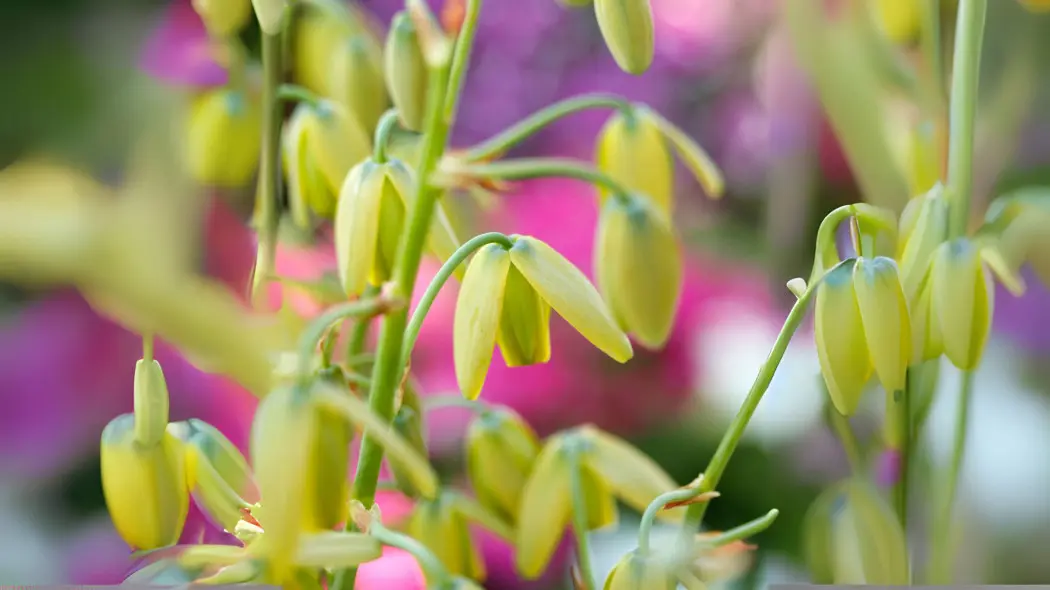 Albuca spiralis 'Frizzle Sizzle'