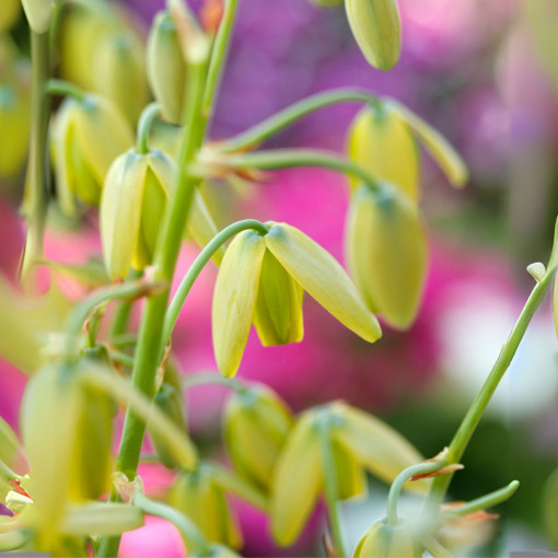 Albuca spiralis 'Frizzle Sizzle'