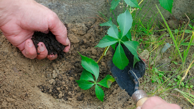 Sadzenie winobluszczu w ogrodzie – kiedy i jak to najlepiej robić, by pięknie się zagęścił?