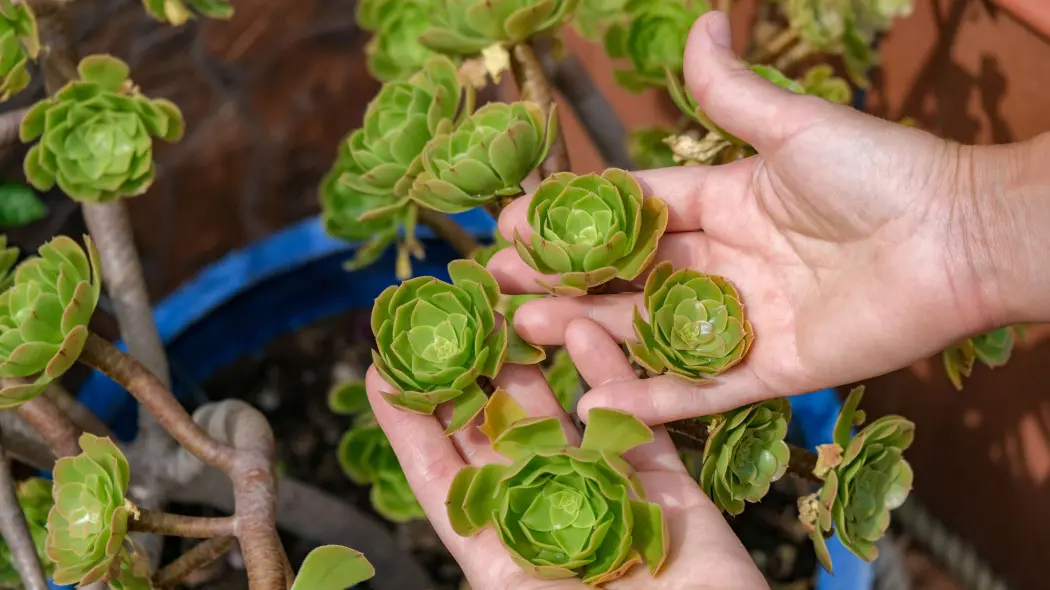 Eonium drzewiaste (Aeonium arboreum)