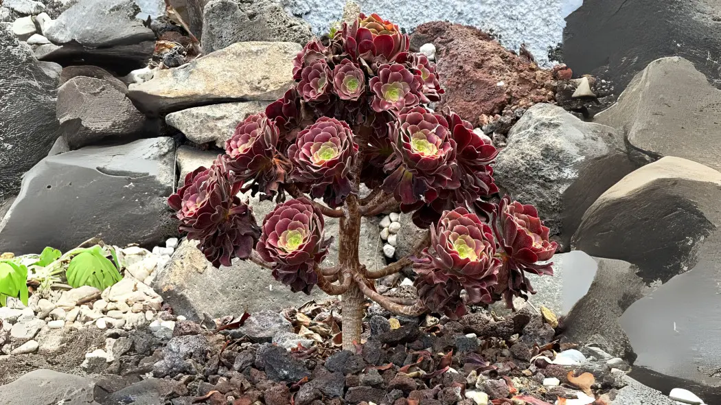 Eonium drzewiaste (Aeonium arboreum)