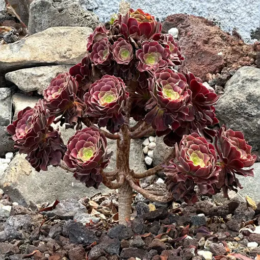Eonium drzewiaste 'Schwarzkopf'