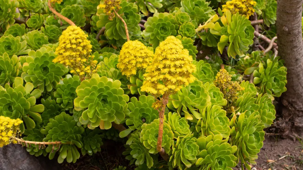 Eonium drzewiaste (Aeonium arboreum)