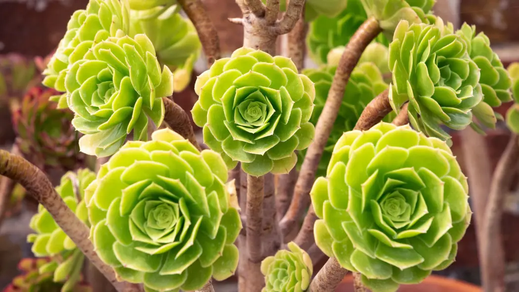 Eonium drzewiaste (Aeonium arboreum)